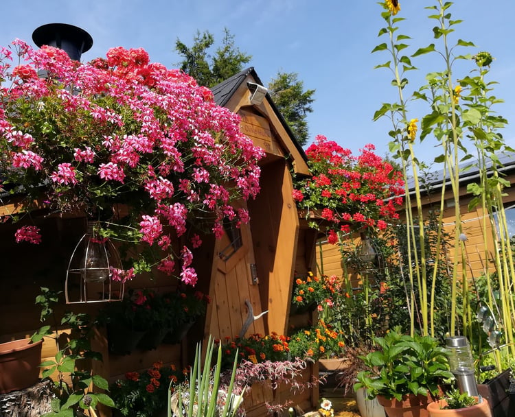 Beautiful Arctic Cabin surrounded by bright pink flowers, in sunshine