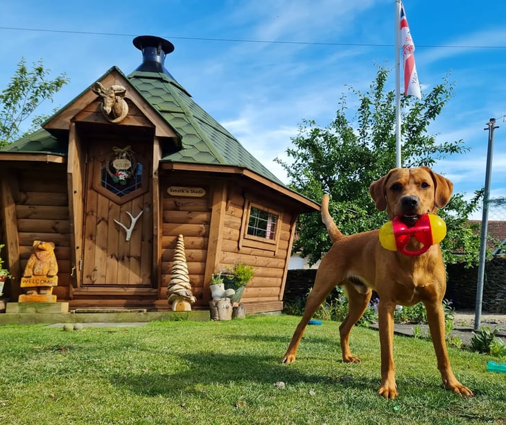 A rusty labrador stood on grass in front of a BBQ cabin