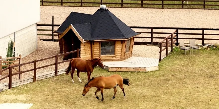 horses in a field next to an equine-assisted therapy cabin