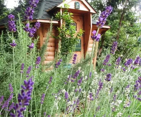 A garden BBQ hut surrounded by plants.