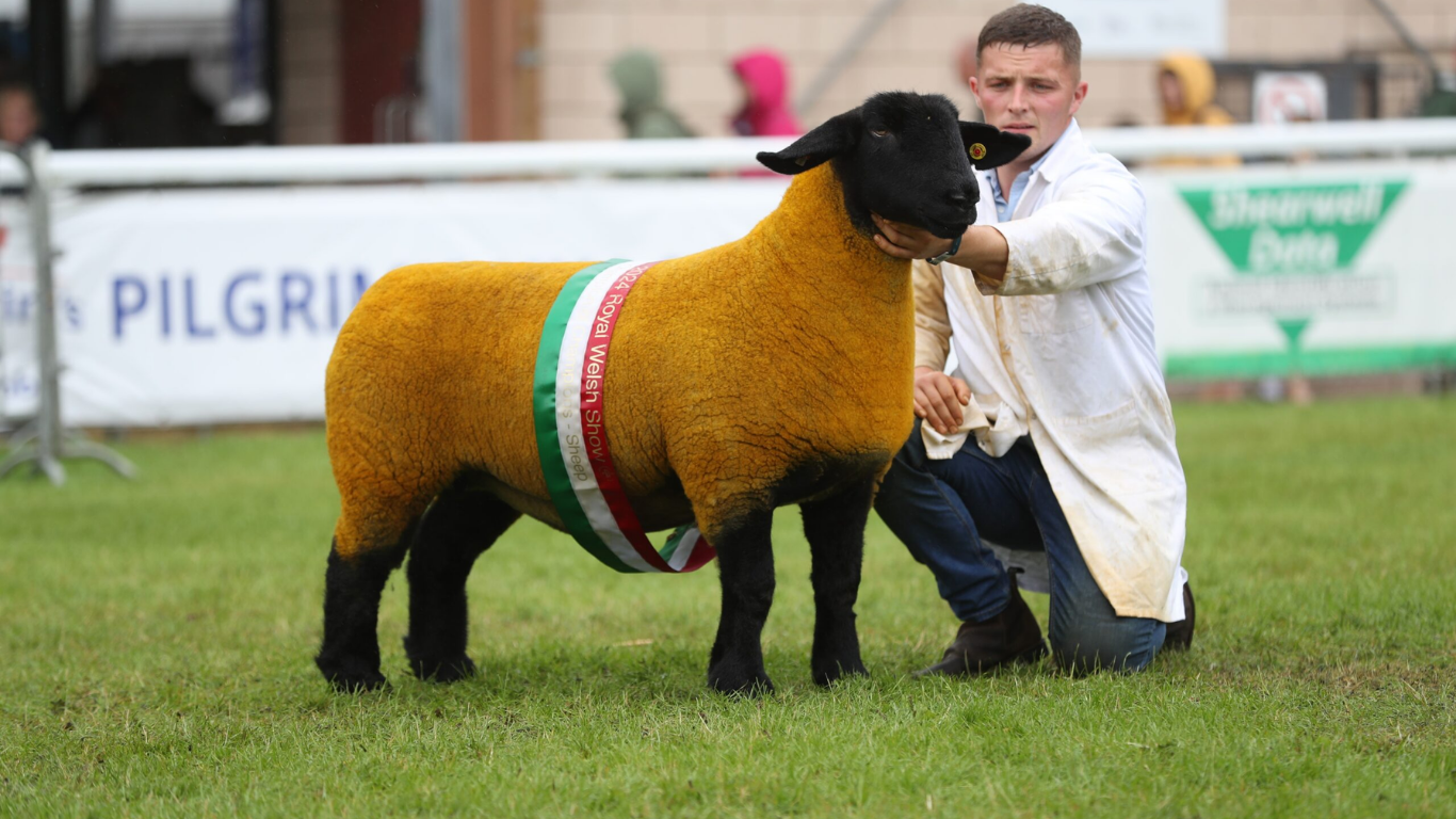 royal welsh show 